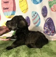 Jace, a male Miniature Schnauzer for sale in Laurel, MS – Photo 4 of 6