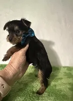 Scout, a male Yorkshire Terrier for sale in Laurel, MS – 7 of 9
