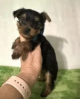 Scout, a male Yorkshire Terrier for sale in Laurel, MS – 1 of 9