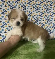 Dipper , a male Maltese and Morkie for sale in Laurel, MS – 6 of 9