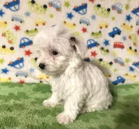 Meeko, a male Morkie for sale in Laurel, MS – 5 of 8