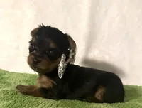 Sammy, a male Yorkshire Terrier for sale in Laurel, MS – 9 of 10