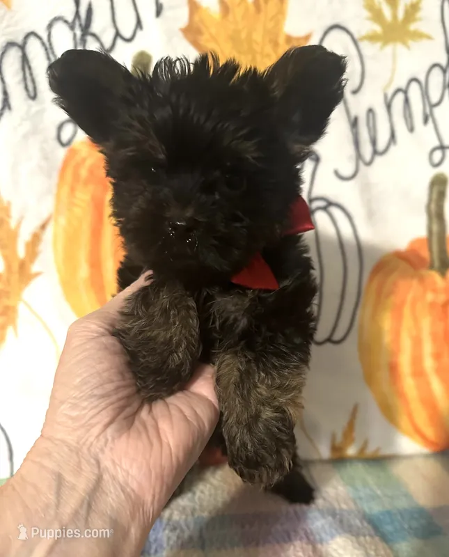 Major  – Yorkshire Terrier puppy for sale in Laurel, MS