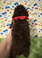 Rascal , a male Poodle - Toy  for sale in Laurel, MS – Photo 2 of 4