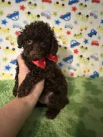 Rascal , a male Poodle - Toy  for sale in Laurel, MS – Photo 3 of 4
