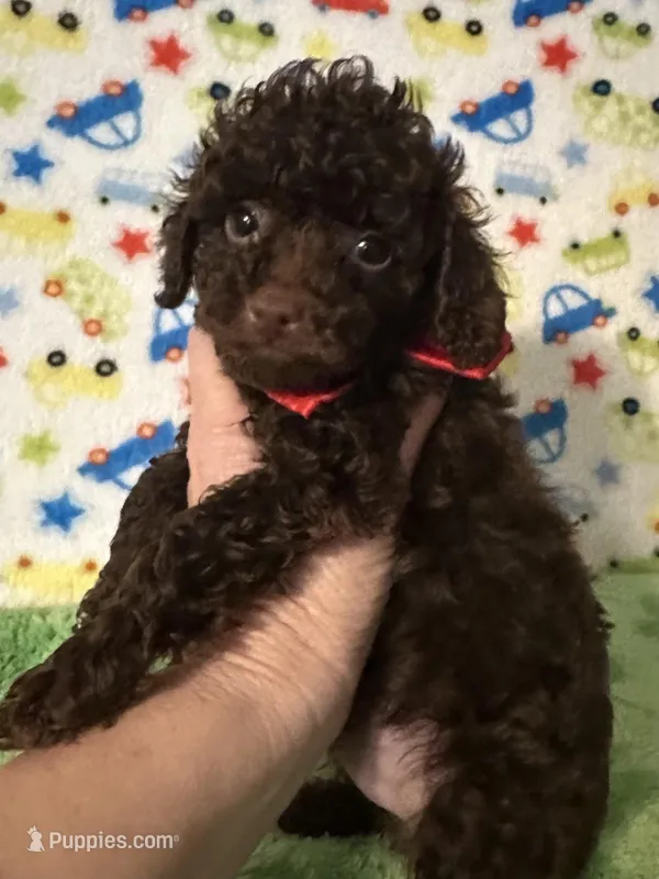 Rascal  – Poodle - Toy  puppy for sale in Laurel, MS