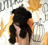 Alvin , a male Miniature Schnauzer for sale in Laurel, MS – 2 of 5
