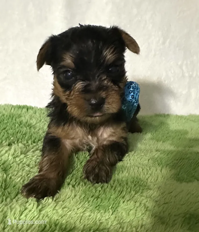 Scout – Yorkshire Terrier puppy for sale in Laurel, MS