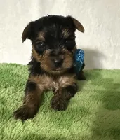 Scout, a male Yorkshire Terrier for sale in Laurel, MS – 1 of 10
