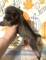 Joey , a male Miniature Schnauzer for sale in Laurel, MS – 2 of 5