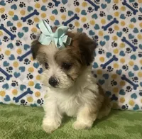 Dolly , a female Maltese and Morkie for sale in Laurel, MS – 2 of 10