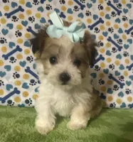 Dolly , a female Maltese and Morkie for sale in Laurel, MS – 4 of 10