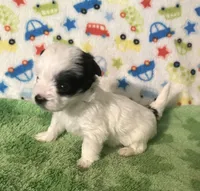 Maverick , a male Morkie for sale in Laurel, MS – Photo 4 of 6