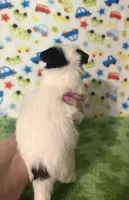 Maverick , a male Morkie for sale in Laurel, MS – Photo 5 of 6