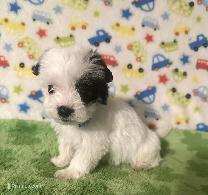Maverick  – Morkie puppy for sale in Laurel, MS