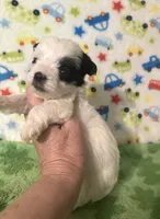 Maverick , a male Morkie for sale in Laurel, MS – Photo 6 of 6