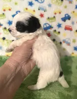 Maverick , a male Morkie for sale in Laurel, MS – Photo 2 of 6