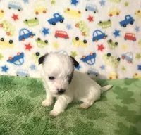 Maverick , a male Morkie for sale in Laurel, MS – Photo 3 of 6