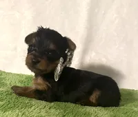 Sammy, a male Yorkshire Terrier for sale in Laurel, MS – 5 of 10