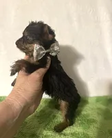 Sammy, a male Yorkshire Terrier for sale in Laurel, MS – 10 of 10