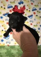 Maddie, a female Morkie for sale in Laurel, MS – Photo 3 of 6