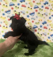 Maddie, a female Morkie for sale in Laurel, MS – 2 of 5