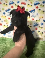 Maddie, a female Morkie for sale in Laurel, MS – 4 of 5