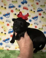 Maddie, a female Morkie for sale in Laurel, MS – Photo 4 of 6