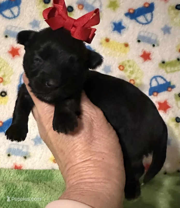 Maddie – Morkie puppy for sale in Laurel, MS