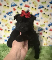 Maddie, a female Morkie for sale in Laurel, MS – 1 of 5