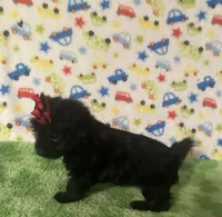 Maddie, a female Morkie for sale in Laurel, MS – 3 of 5
