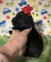 Maddie, a female Morkie for sale in Laurel, MS – Photo 5 of 6