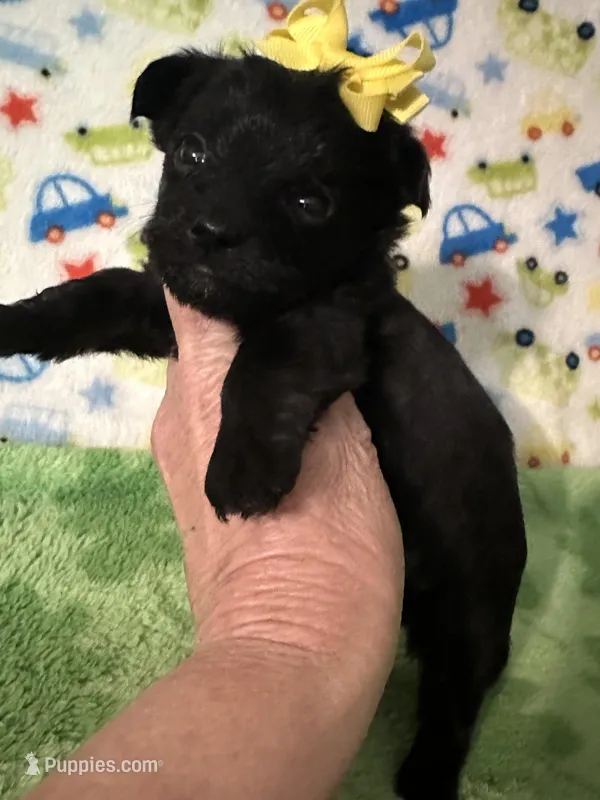 Maddie – Morkie puppy for sale in Laurel, MS