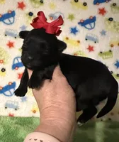 Maddie, a female Morkie for sale in Laurel, MS – Photo 2 of 6