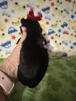 Maddie, a female Morkie for sale in Laurel, MS – Photo 6 of 6