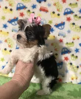 Paris , a female Yorkshire Terrier for sale in Laurel, MS – Photo 7 of 8