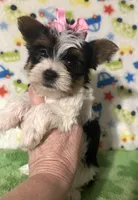 Paris , a female Yorkshire Terrier for sale in Laurel, MS – Photo 1 of 8