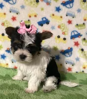 Paris , a female Yorkshire Terrier for sale in Laurel, MS – Photo 5 of 8