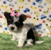 Paris , a female Yorkshire Terrier for sale in Laurel, MS – Photo 2 of 8