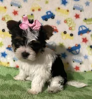 Paris , a female Yorkshire Terrier for sale in Laurel, MS – Photo 4 of 8