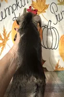 Tilly, a female Miniature Schnauzer for sale in Laurel, MS – 5 of 5