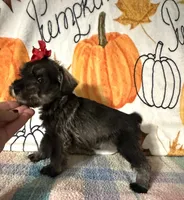 Tilly, a female Miniature Schnauzer for sale in Laurel, MS – 2 of 5