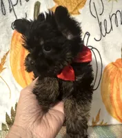 Major , a male Yorkshire Terrier for sale in Laurel, MS – 2 of 6