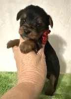 Sawyer, a male Yorkshire Terrier for sale in Laurel, MS – 5 of 10
