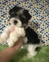 Dawson, a male Maltese and Morkie for sale in Laurel, MS – 2 of 6