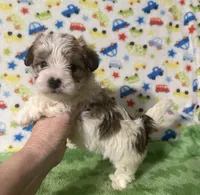 Frankie , a male Morkie for sale in Laurel, MS – 2 of 8