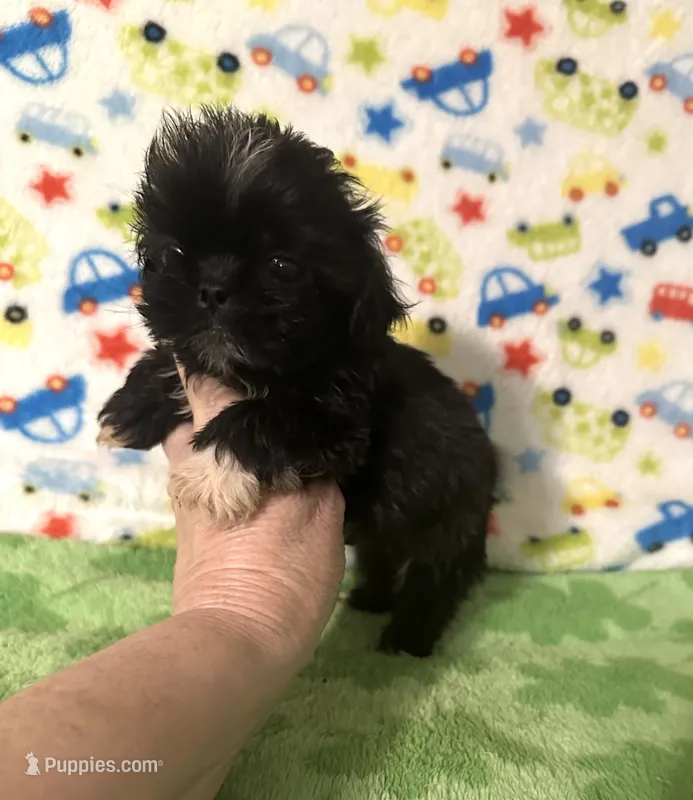 Darby  – Shih Tzu puppy for sale in Laurel, MS