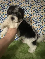 Dawson, a male Maltese and Morkie for sale in Laurel, MS – 5 of 6