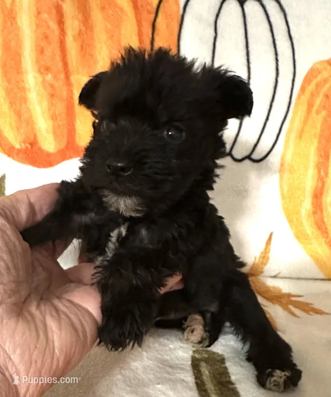 Alvin  – Miniature Schnauzer puppy for sale in Laurel, MS