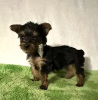 Sammy, a male Yorkshire Terrier for sale in Laurel, MS – 4 of 10
